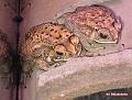 Bufo melanostictus (Duttaphrynus melanostictus) 03